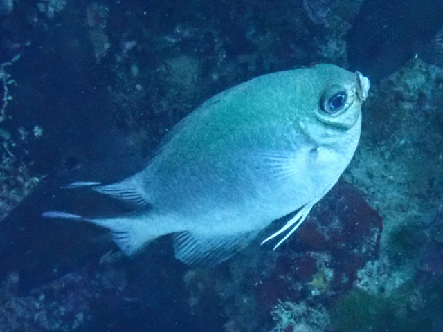 Click to View Maldives Damsel<br><span style='font-size:12px'><i>Dave & Rose</i></span>