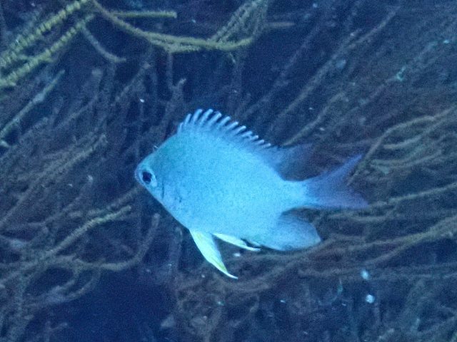 Click to View Maldives Damsel - juvenile<br><span style='font-size:12px'><i>Dave & Rose</i></span>