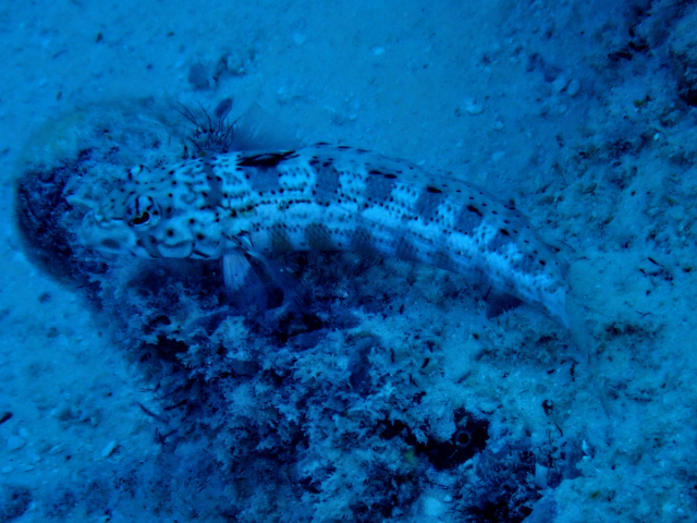 Click to View Maldivian Sandperch<br><span style='font-size:12px'><i>Dave & Rose</i></span>