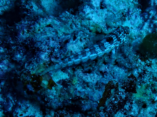 Click to View Maldivian Sandperch<br><span style='font-size:12px'><i>Dave & Rose</i></span>