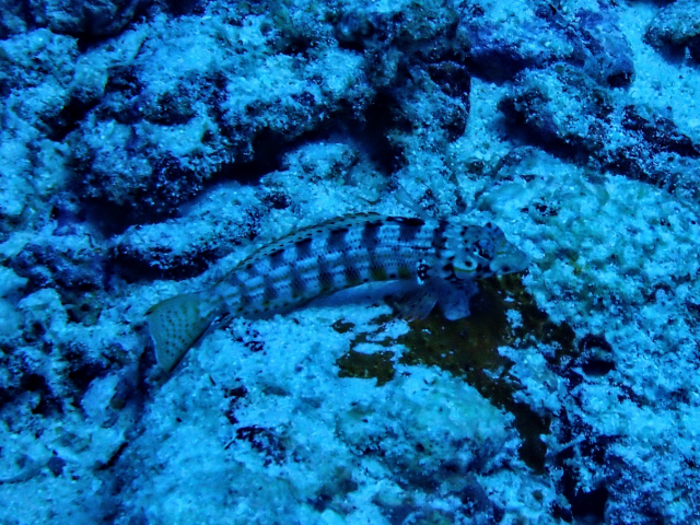 Click to View Maldivian Sandperch<br><span style='font-size:12px'><i>Dave & Rose</i></span>