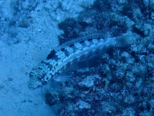 Maldivian Sandperch<br><span style='font-size:12px'><i>Dave & Rose</i></span>