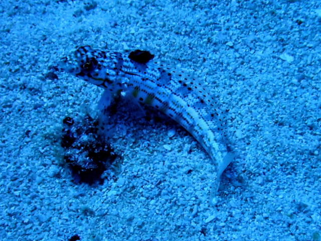 Maldivian Sandperch<br><span style='font-size:12px'><i>Dave & Rose</i></span>