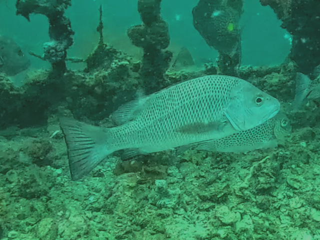 Mangrove Red Snapper<br><span style='font-size:12px'><i>Dave & Rose</i>&nbsp&nbspPhilippines&nbsp&nbsp26th Apr 2026</span>
