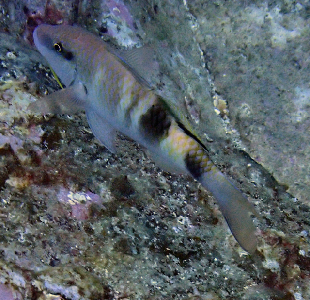 Click to View Manybar Goatfish<br><span style='font-size:12px'><i>Dave & Rose</i></span>