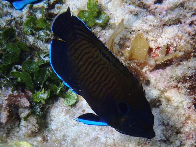 Click to View Manyspine Cherubfish<br><span style='font-size:12px'><i>Dave & Rose</i></span>