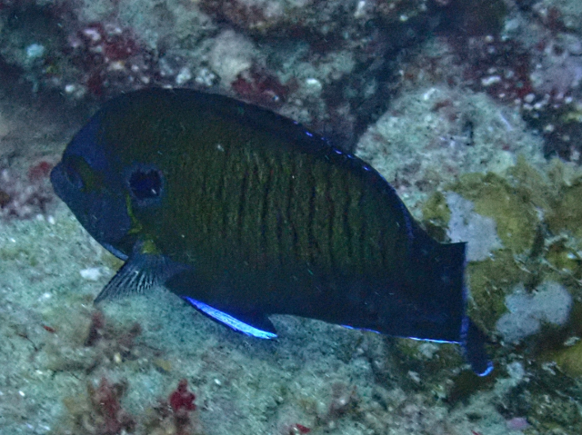 Click to View Manyspine Cherubfish<br><span style='font-size:12px'><i>Dave & Rose</i></span>