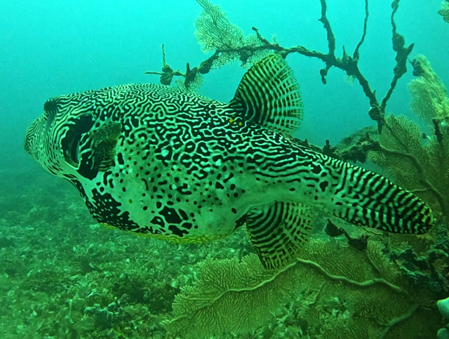 Click to View Map Puffer<br><span style='font-size:12px'><i>Dave & Rose</i></span>