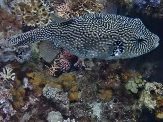 Click to View Map Puffer<br><span style='font-size:12px'><i>Dave & Rose</i></span>