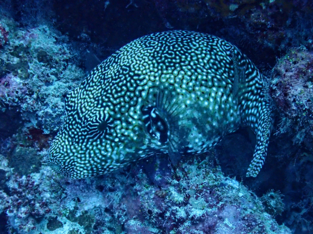 Map Puffer<br><span style='font-size:12px'><i>Dave & Rose</i></span>