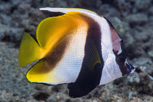 Click to View Masked Bannerfish<br><span style='font-size:12px'><i>iNaturalist</i></span>