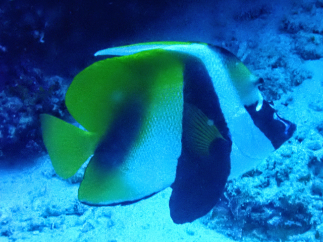 Masked Bannerfish<br><span style='font-size:12px'><i>Dave & Rose</i>&nbsp&nbspMaldives&nbsp&nbsp14th Jan 2026</span>