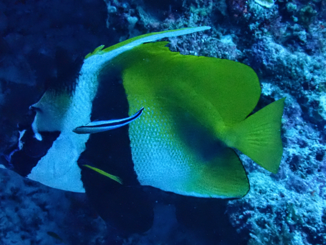 Masked Bannerfish<br><span style='font-size:12px'><i>Dave & Rose</i></span>