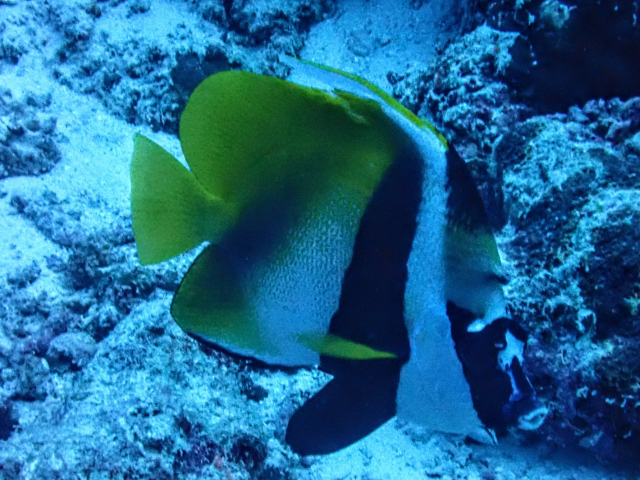 Masked Bannerfish<br><span style='font-size:12px'><i>Dave & Rose</i></span>
