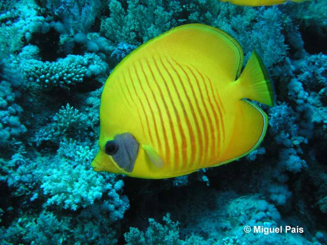 Click to View Masked Butterflyfish<br><span style='font-size:12px'><i>Fishbase</i></span>