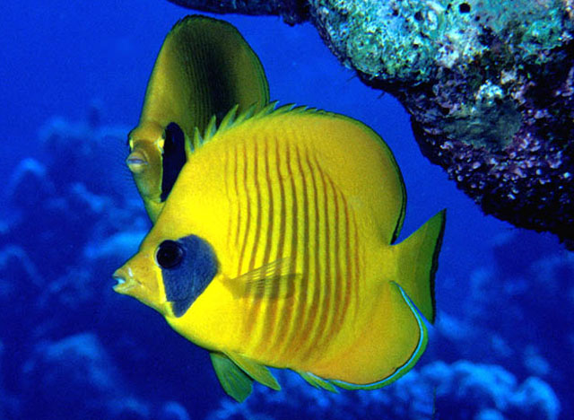 Click to View Masked Butterflyfish<br><span style='font-size:12px'><i>Fishbase</i></span>