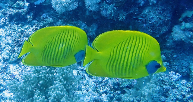 Click to View Masked Butterflyfish<br><span style='font-size:12px'><i>Dave & Rose</i></span>