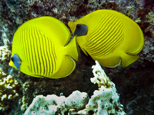 Click to View Masked Butterflyfish<br><span style='font-size:12px'><i>Fishbase</i></span>