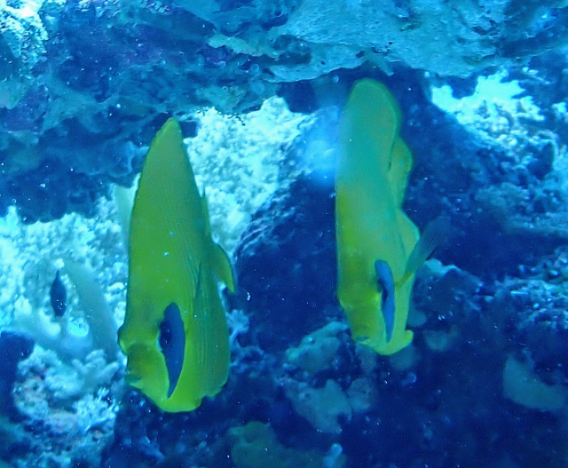 Click to View Masked Butterflyfish<br><span style='font-size:12px'><i>Dave & Rose</i></span>