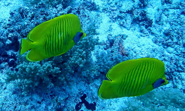 Click to View Masked Butterflyfish<br><span style='font-size:12px'><i>Dave & Rose</i></span>