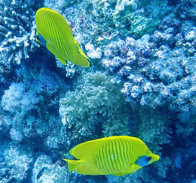 Click to View Masked Butterflyfish<br><span style='font-size:12px'><i>Dave & Rose</i></span>