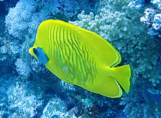 Click to View Masked Butterflyfish<br><span style='font-size:12px'><i>Dave & Rose</i></span>