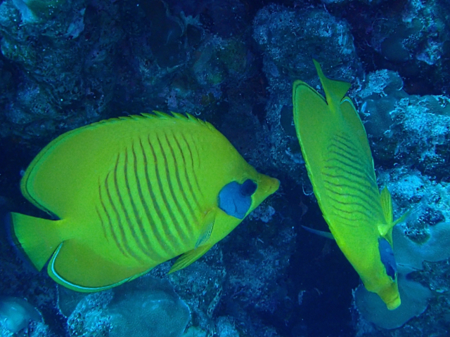 Click to View Masked Butterflyfish<br><span style='font-size:12px'><i>Dave & Rose</i></span>
