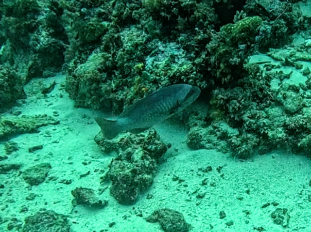 Masked Grouper<br><span style='font-size:12px'><i>Dave & Rose</i></span>