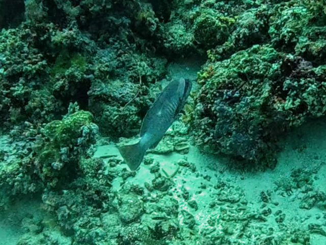 Masked Grouper<br><span style='font-size:12px'><i>Dave & Rose</i></span>