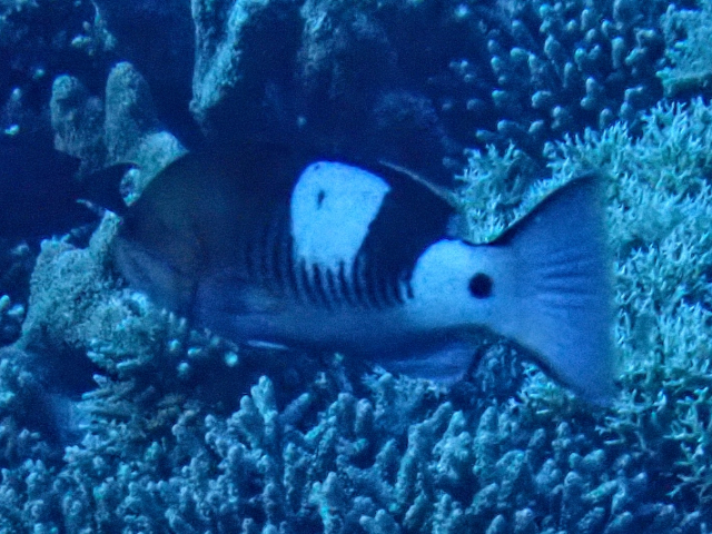 Masked Grouper<br><span style='font-size:12px'><i>Dave & Rose</i>&nbsp&nbspPhilippines&nbsp&nbsp30th Apr 2026</span>