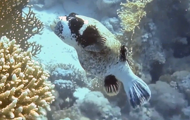 Click to View Masked Puffer<br><span style='font-size:12px'><i>Dave & Rose</i></span>