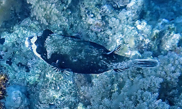 Click to View Masked Puffer<br><span style='font-size:12px'><i>Dave & Rose</i></span>