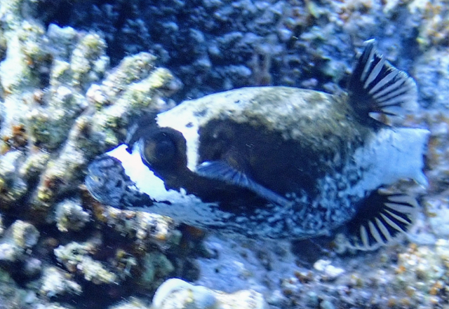 Click to View Masked Puffer<br><span style='font-size:12px'><i>Dave & Rose</i></span>