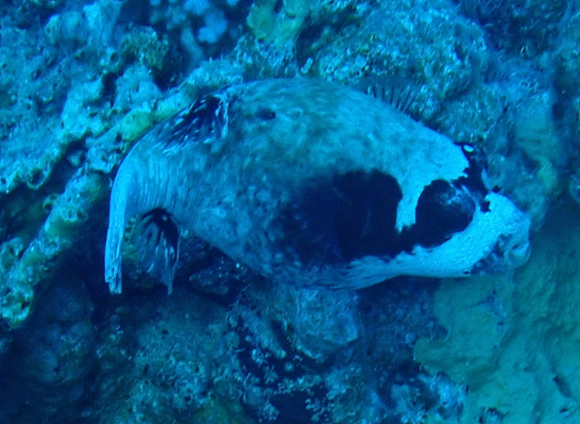 Click to View Masked Puffer<br><span style='font-size:12px'><i>Dave & Rose</i></span>