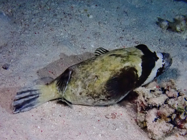 Click to View Masked Puffer<br><span style='font-size:12px'><i>Dave & Rose</i></span>