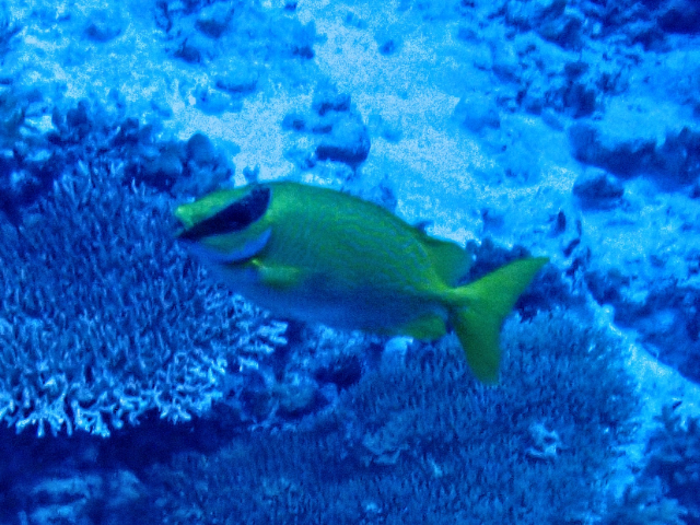 Masked Rabbitfish<br><span style='font-size:12px'><i>Dave & Rose</i>&nbsp&nbspPhilippines&nbsp&nbsp30th Apr 2026</span>