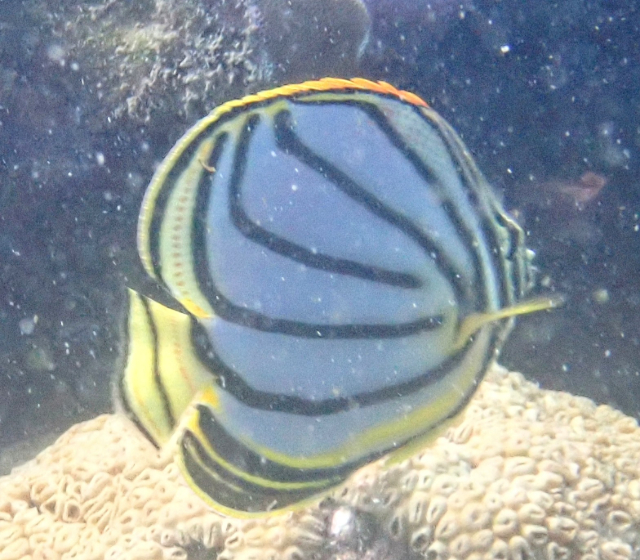 Click to View Meyer's Butterflyfish<br><span style='font-size:12px'><i>Dave & Rose</i></span>