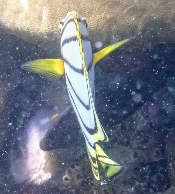 Click to View Meyer's Butterflyfish<br><span style='font-size:12px'><i>Dave & Rose</i></span>