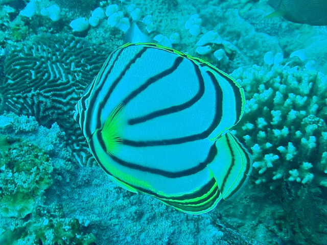 Click to View Meyer's Butterflyfish<br><span style='font-size:12px'><i>Dave & Rose</i></span>