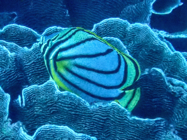 Click to View Meyer's Butterflyfish<br><span style='font-size:12px'><i>Dave & Rose</i></span>