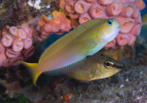 Click to View Midas Blenny<br><span style='font-size:12px'><i>iNaturalist</i></span>
