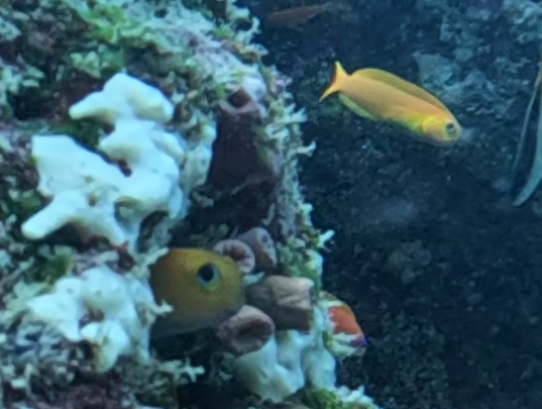 Click to View Midas Blenny<br><span style='font-size:12px'><i>Dave & Rose</i></span>