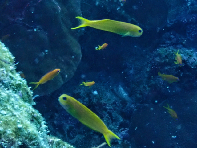 Click to View Midas Blenny<br><span style='font-size:12px'><i>Dave & Rose</i></span>