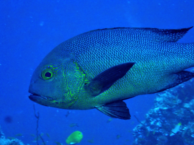 Click to View Midnight Snapper<br><span style='font-size:12px'><i>Dave & Rose</i></span>