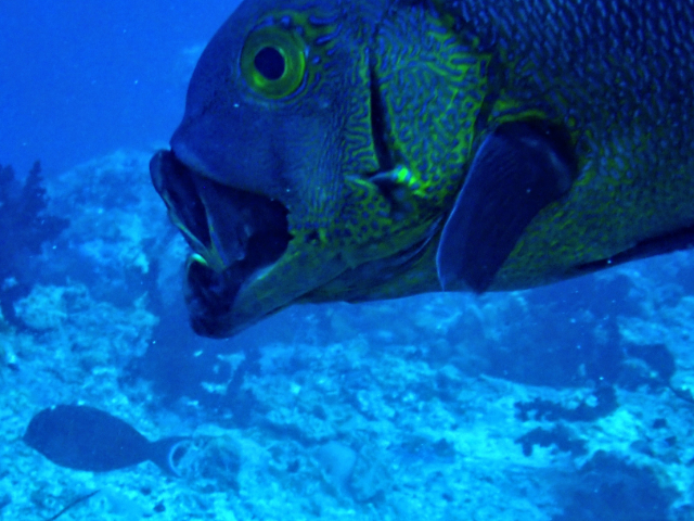 Click to View Midnight Snapper<br><span style='font-size:12px'><i>Dave & Rose</i></span>