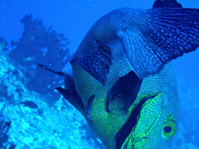 Click to View Midnight Snapper<br><span style='font-size:12px'><i>Dave & Rose</i></span>