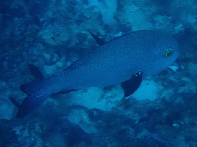 Click to View Midnight Snapper<br><span style='font-size:12px'><i>Dave & Rose</i></span>