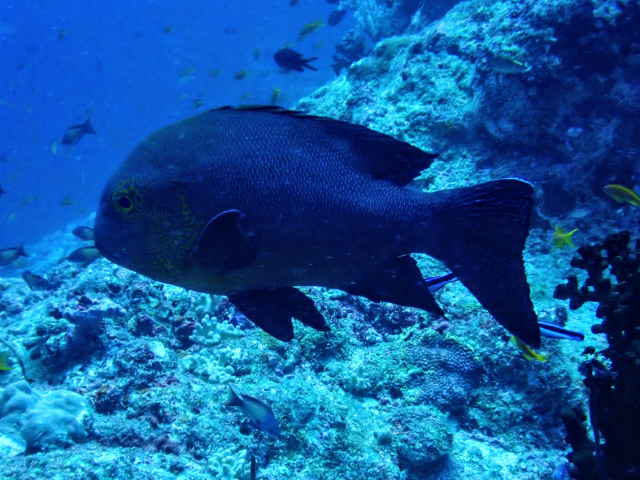 Click to View Midnight Snapper<br><span style='font-size:12px'><i>Dave & Rose</i></span>