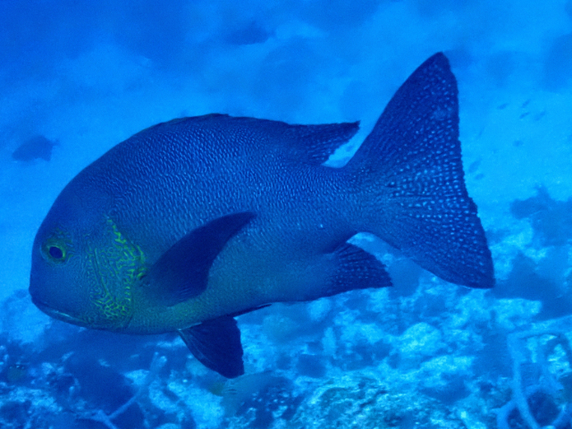 Midnight Snapper<br><span style='font-size:12px'><i>Dave & Rose</i></span>