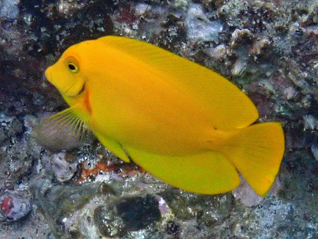 Click to View Mimic Surgeonfish<br><span style='font-size:12px'><i>Dave & Rose</i></span>